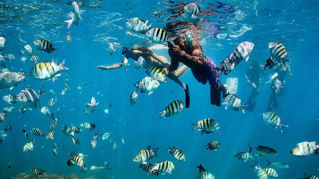 Barbados Tourism Marketing - snorkling
