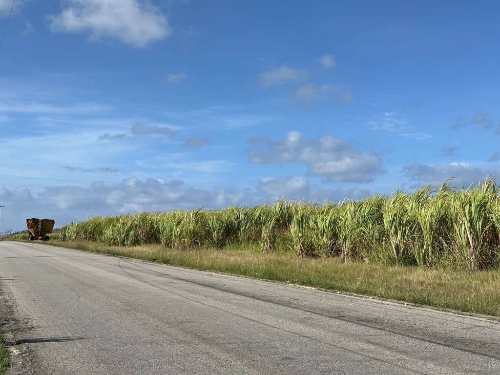 Sugar Cane Field Barbados